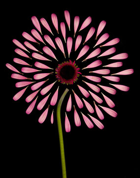 Daisy Exploded View