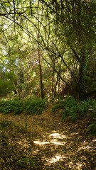 Árboles.
