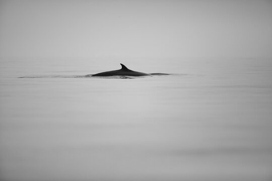 Bryde Whale fin