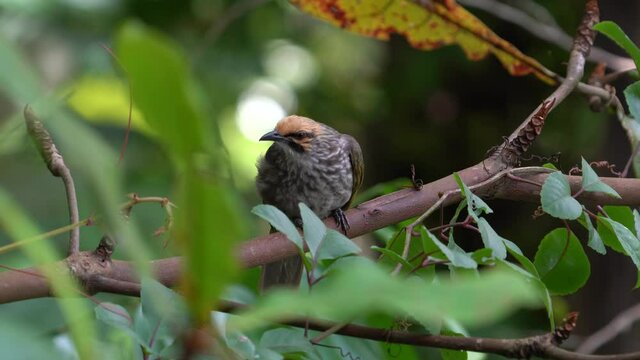 Straw-headed bulbul perching on the tree branch.