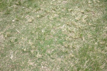 Fresh green grass in nature garden