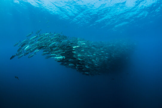 School of fish in the blue water