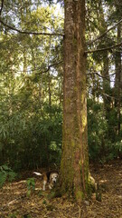 Perro y árbol.