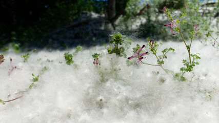 Cottonwood tree seeds blanketing the ground like snow.