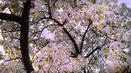 Spring Blossoms on a Tree at Sunset