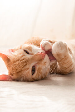 Felis Catus, Portrait Of Orange Cat Lying On White Bed, Licking Its Paws, Tongue Out, Cuddly