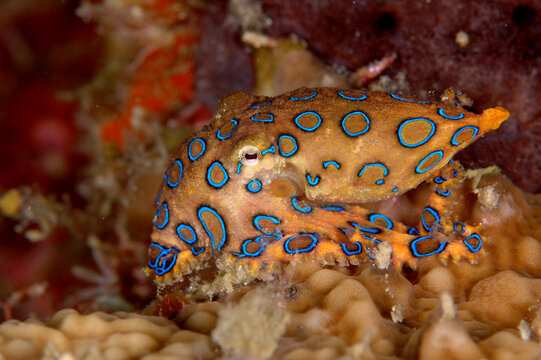 Blue ring octopus