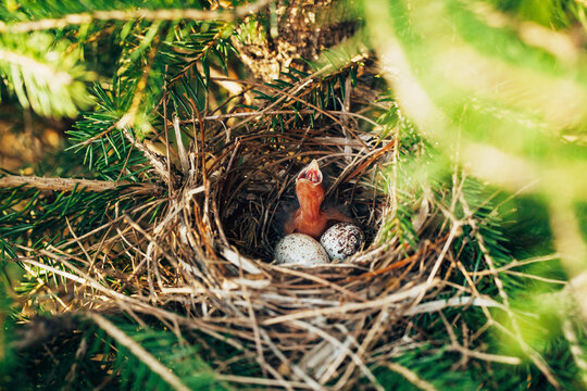 baby sparrow and eggs in a bird's nest