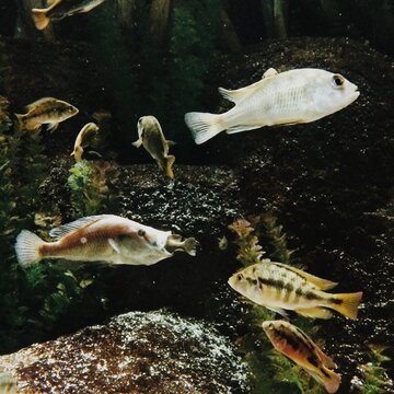 An aquarium full of fish with one fish with another fish in it's mouth.