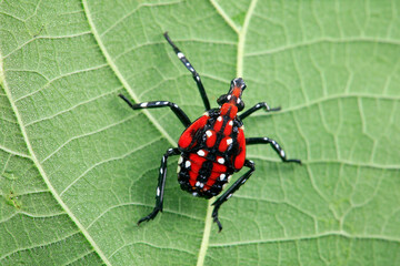 The larvae of wax cicada live on wild plants in northern China