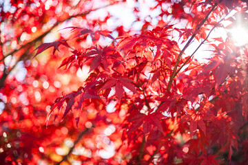 Horizontal close up shot of red maple tree in fall
