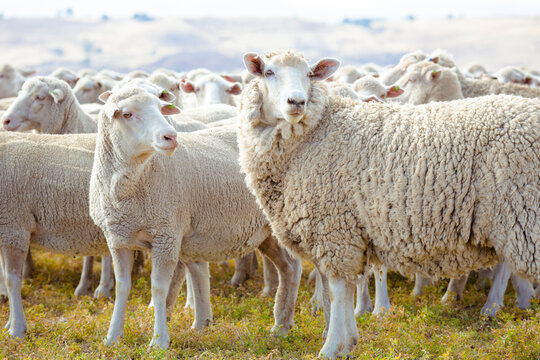 Sheep in a Field