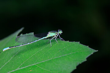 Damselflies live on wild plants in North China