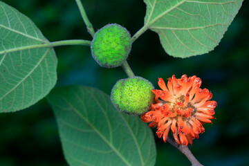 Flowers and fruits of Broussonetia papyrifera, North China