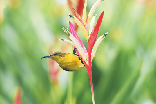 Female olive-backed sunbird