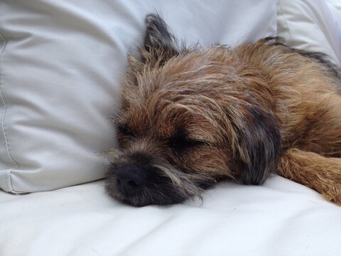 Border Terrier puppy asleep