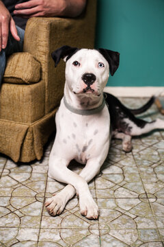 black and white pittbull mix dog sitting beside chair on floor