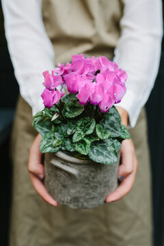 Woman holding a cyclamens