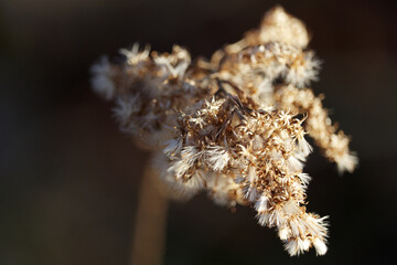 Close up of flower fluff found in North Carolina