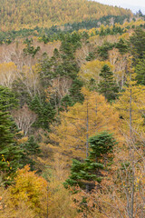 Fototapeta premium 色づくカラマツの森