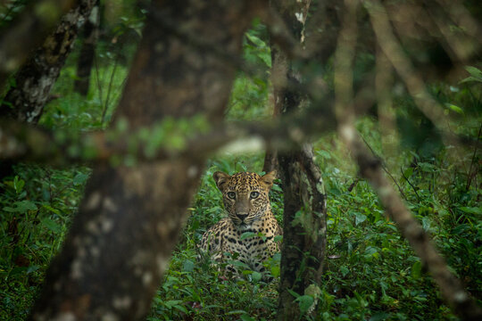 Leopard in thick forest, Sri Lanka