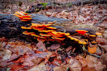 fungus on a stick