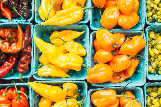 Assorted fresh hot peppers