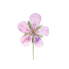 pink flower isolated on white background, delicate flower