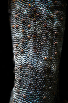 skin texture of gecko