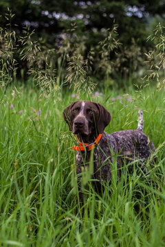 Young German Shorthaired Pointer stalks a bird in the tall grass