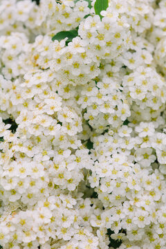 Spirea Spring blooming shrub background