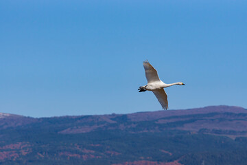 Fototapeta na wymiar 鳥海山を背に飛ぶ白鳥