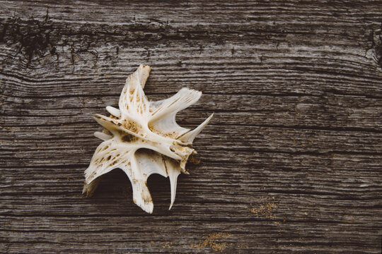 Fish Bones