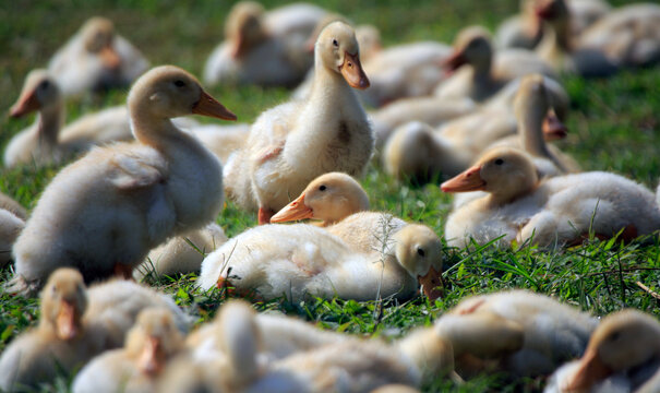 duck in open farm