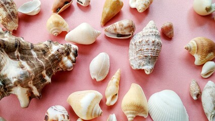 Sea ​​animal shells, nature concept suitable for backgrounds and wallpapers. Patinopecten caurinus, strombus gigas, cone shell, mollusca