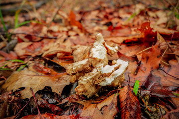mushroom on the ground