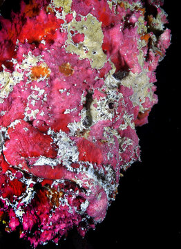portrait of Stonefish