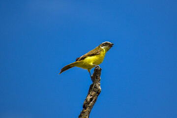 Pitangus sulphuratus