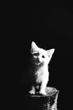 Cute kitten looking at camera.