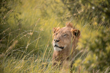 Lazy lion laying on the grass