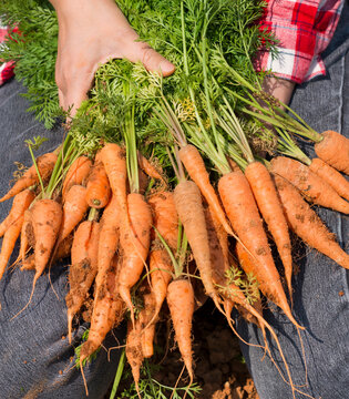 Young woman holding bunch of freshly harvested farm carrots
