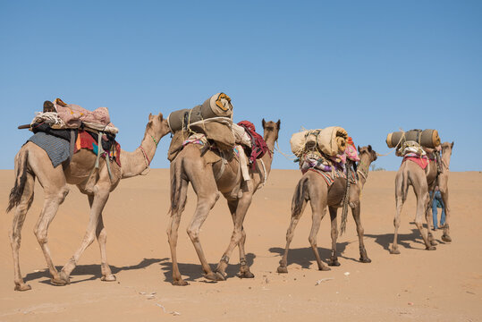 Camels in caravan