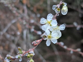 cherry tree blossom