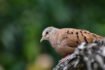 BIRD-TORCAZA 