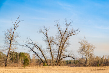 Oddly shaped trees without leaves on an autumn sunny day against a blue sky. Autumn in the park.