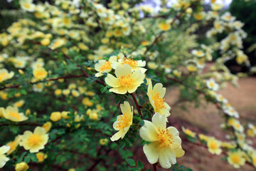 Obraz premium Rosa davurica flowers in the park, China