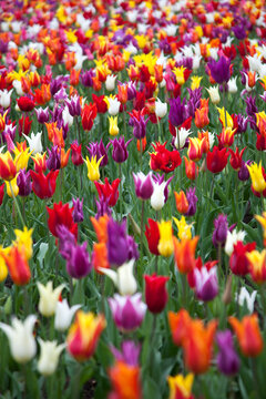 Spring colorful tulips field