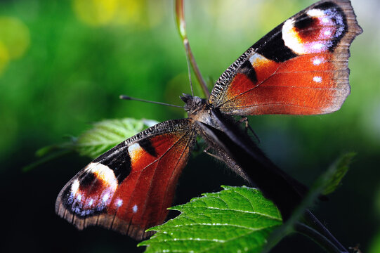 Butterfly Saturniidae (Inachis io)