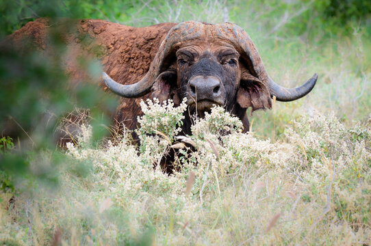 Buffalo