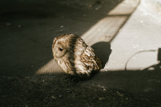 Injured Owl On The Ground